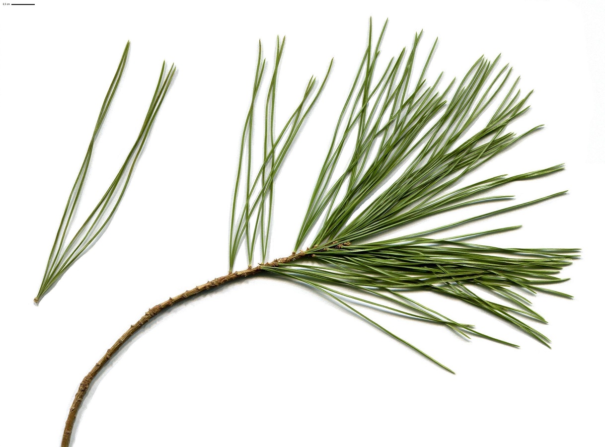 Pinus strobus (Pinaceae)